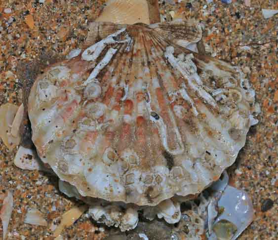 <p>Dados divulgados em 2024 e 2025 pela imprensa mostram que Penha registrou 1.021 toneladas de mexilhões e 30 toneladas de algas marinhas cultivadas, conforme estatísticas do Ministério da Pesca e Aquicultura.</p>
