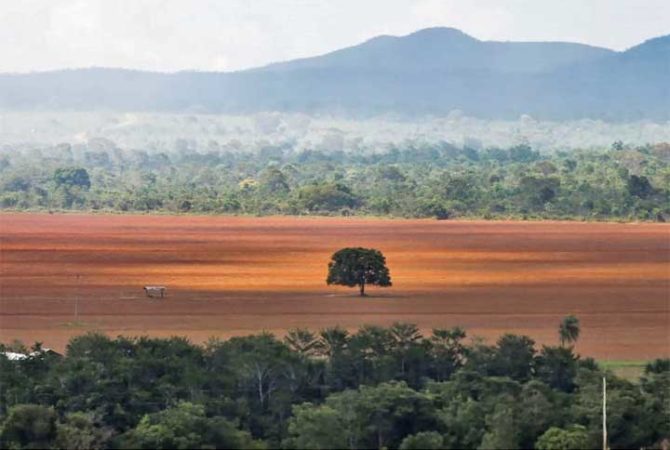 Desmatamento e seca ameaçam o Cerrado, uma pérola do bioma brasileiro