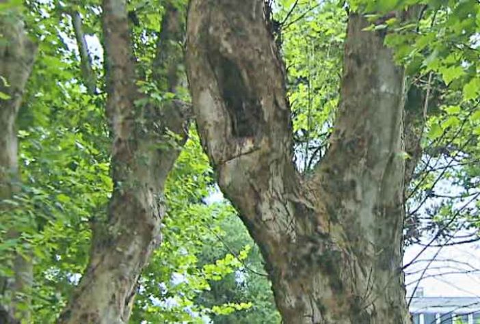 Abelhas 