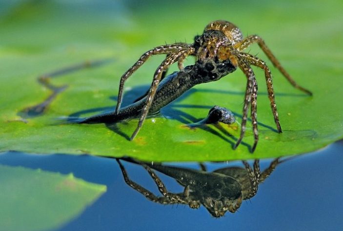 Pesquisadores descobrem 'aranha com luvas de boxe' na Antártica