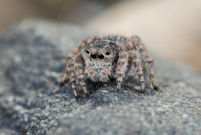 Pesquisadores descobrem 'aranha com luvas de boxe' na Antártica