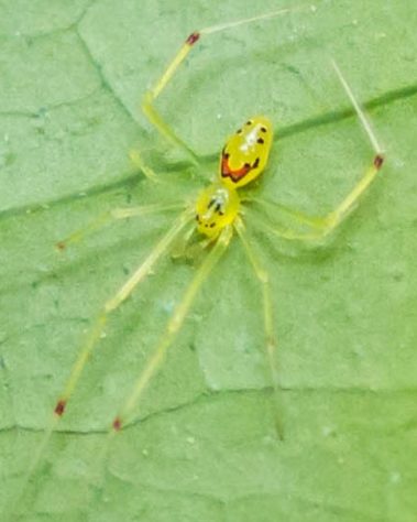 Pesquisadores descobrem 'aranha com luvas de boxe' na Antártica