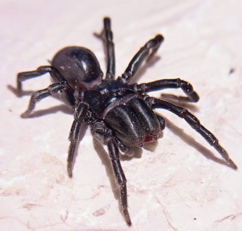 Pesquisadores descobrem 'aranha com luvas de boxe' na Antártica