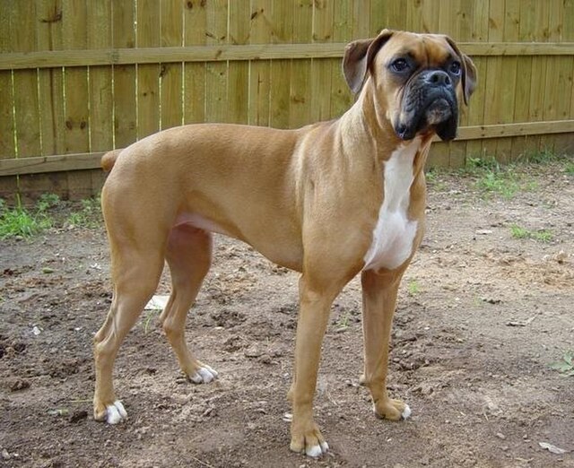 <p>Boxer – Mais uma raça do tipo “dogue” e originária da Alemanha, descendente direto do Bullenbeisser – começou sendo utilizado para perseguição e enfrentamento de caça de animais de grande porte, como javalis, touros e até ursos.</p>
