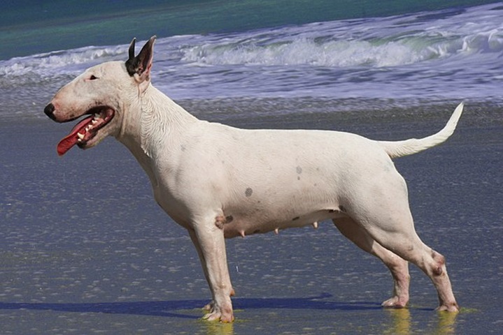 <p>Bull Terrier Inglês – Por volta de 1860, na Inglaterra, através de um cruzamento de um buldogue com um english white terrier, nasceu o famoso cão de guarda , com estrutura forte, sólida, musculosa e simétrica. A cabeça oval é inconfundível.</p>
