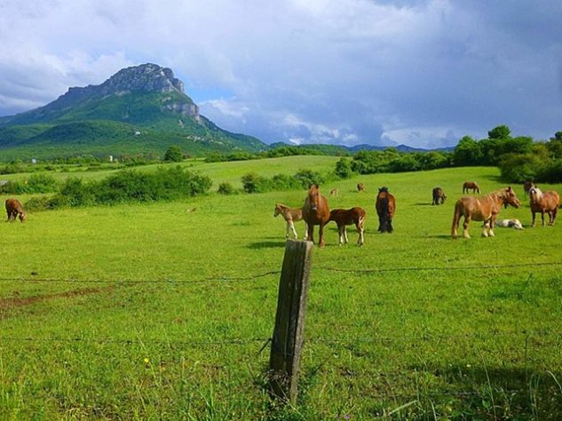 Cerrado