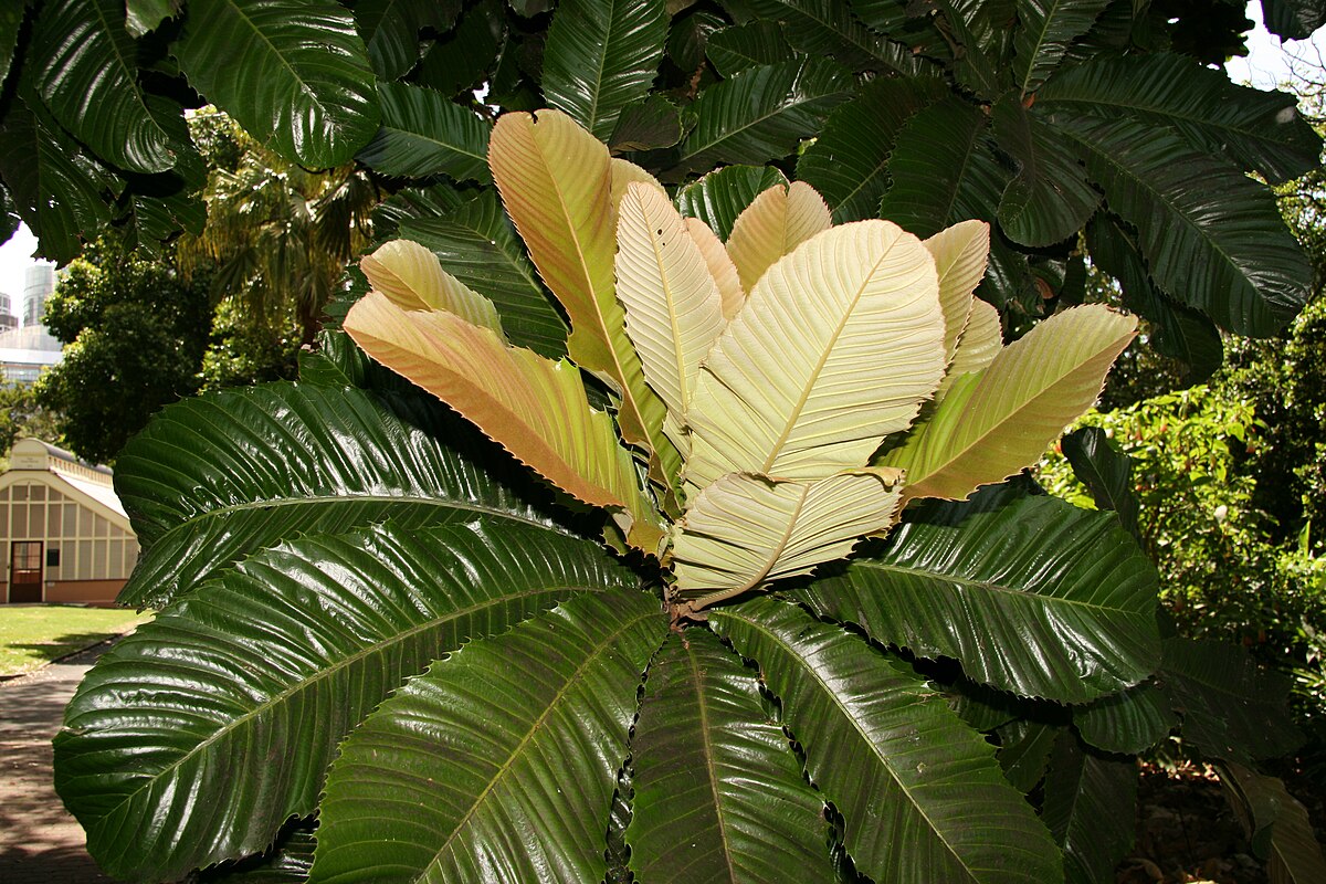 Fruta-do-imperador (árvore-imperial) – Árvore rara da Mata Atlântica, produz frutos grandes e saborosos que eram muito apreciados pela família imperial brasileira. A exploração da madeira e a perda de habitat reduziram drasticamente sua população, e hoje a espécie está classificada como Em Perigo (EN).