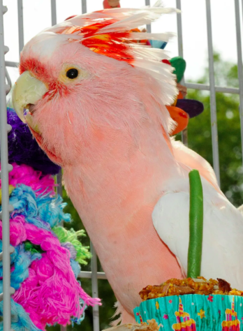 Animais velhos