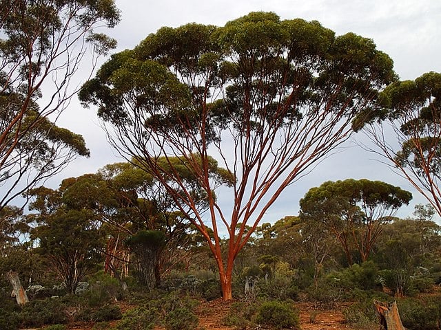Os pesquisadores revelaram que certas árvores de eucalipto, na região de Kalgoorlie, têm a capacidade de absorver partículas microscópicas de ouro do solo por meio de suas raízes.-Mickyjim64/Wikimedia Commons