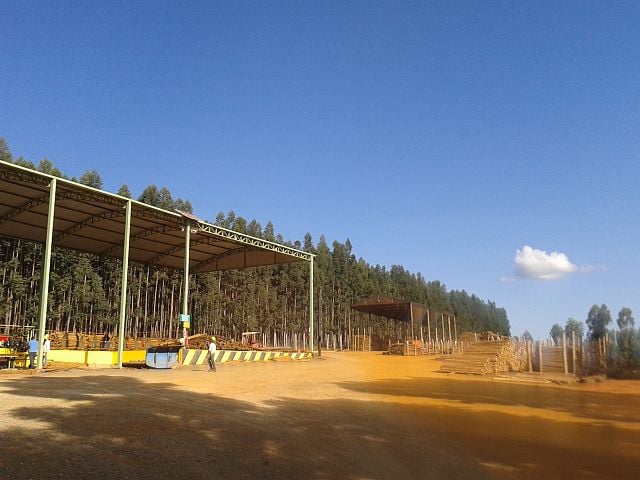 A cidade mineira de Itamarandiba é um dos grandes produtores de eucalipto do país e desenvolve a "silvicultura" (ciência dedicada ao estudo dos métodos naturais e artificiais de regenerar e melhorar os povoamentos florestais) há mais de três décadas.-Filho.brasil/Wikimedia Commons