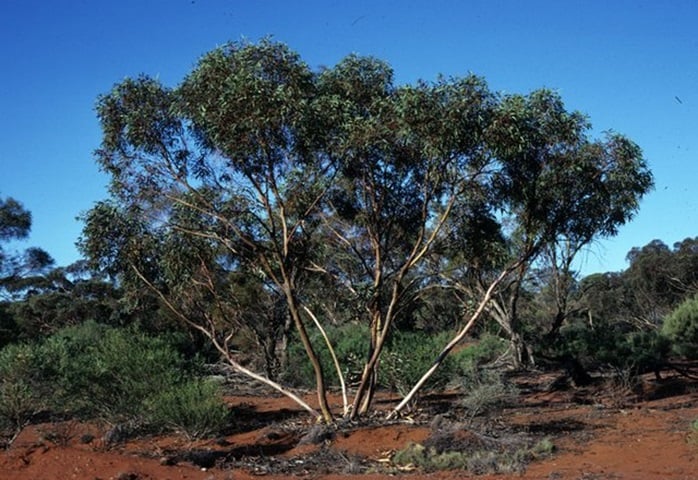 A cidade de Kalgoorlie-Boulder, na Austrália, foi fundada em 1893 justamente na corrida do ouro na região de Goldfields-Yilgarn e está localizada a 595 km da capital do estado Perth. -Ian Brooker and David Kleinig/Wikimedia Commons