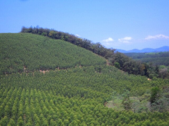 Atualmente, Minas Gerais concentra as maiores plantações de eucalipto, com cerca de 2% de seu território ocupados com a espécie.-HVL/Wikimedia Commons