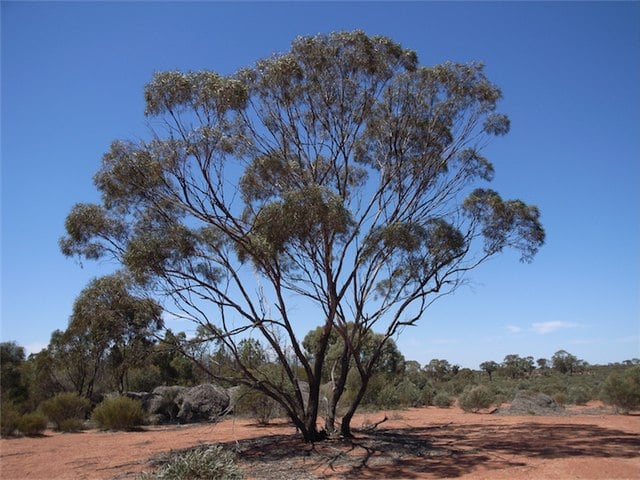 Eucalyptus é um gênero de plantas com flor da família Myrtaceae, que abriga as espécies conhecidas comumente como "eucalipto".-Murray Fagg/Wikimedia Commons