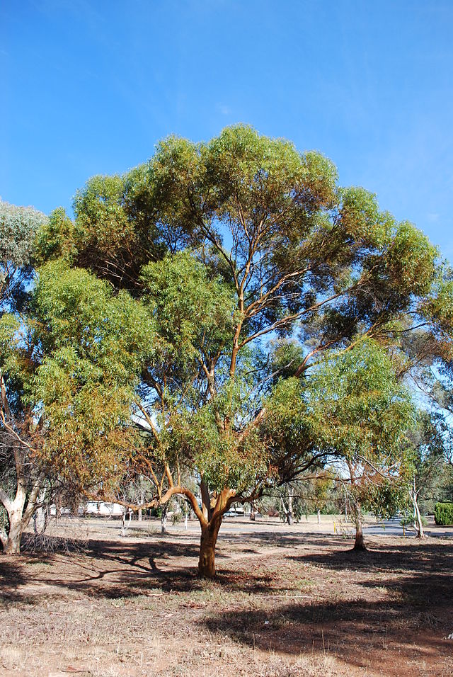 Cientistas descobrem ouro crescendo em árvores na Austrália - Sydney Oats/Wikimedia Commons