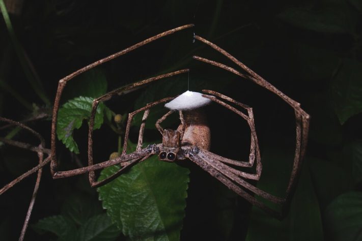 Pesquisadores descobrem 'aranha com luvas de boxe' na Antártica