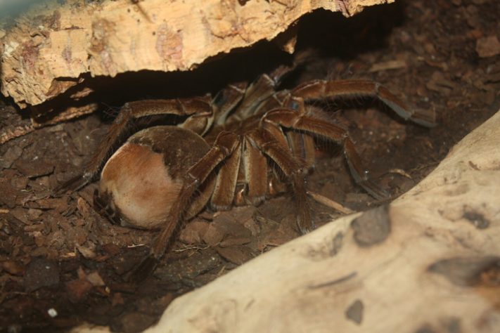 Pesquisadores descobrem 'aranha com luvas de boxe' na Antártica