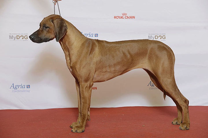 <p>Rhodesian Ridgeback – Oriundo da antiga RodÃ©sia, hoje Zimbabwe, na Ãfrica, tem uma caracterÃ­stica faixa de pelos invertidos no dorso e surgiu atravÃ©s de cruzamentos entre cÃ£es vindos da Europa.</p>
