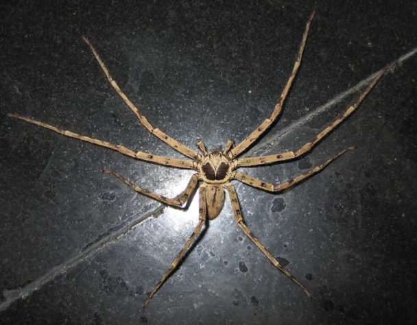 Pesquisadores descobrem 'aranha com luvas de boxe' na Antártica