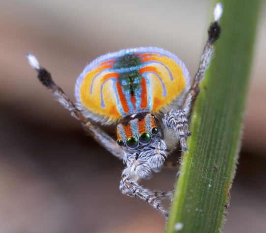 Pesquisadores descobrem 'aranha com luvas de boxe' na Antártica