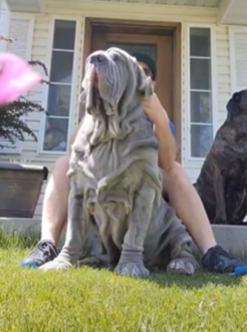 <p>Segundo o American Kennel Club, o Mastim Napolitano é considerado calmo, “doce” com seus tutores e “desconfiado” com estranhos, ainda que goste de tirar uma “sonequinha”.</p>
