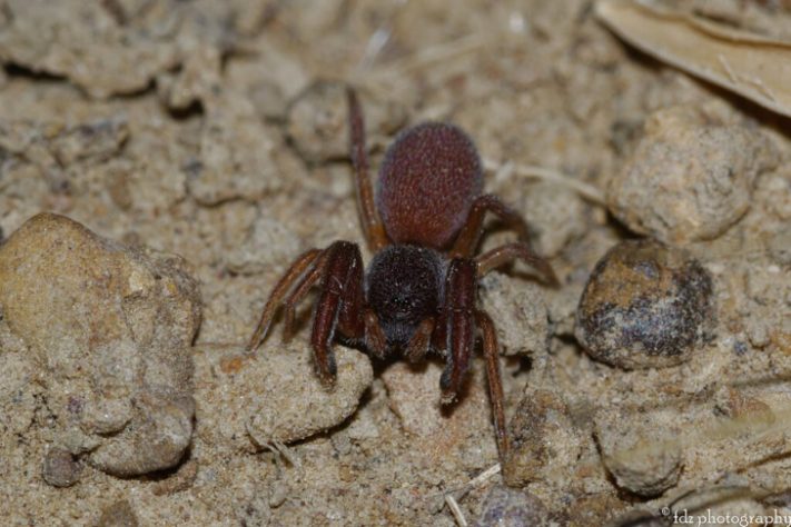 Pesquisadores descobrem 'aranha com luvas de boxe' na Antártica