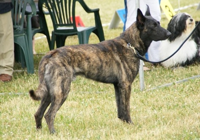 <p>Pastor Holandês – Assim como seus primos alemão e belga, foi usado originalmente no pastoreio de ovelhas, mas se consolidou na modernidade como um ótimo cão de guarda e cão policial.</p>
