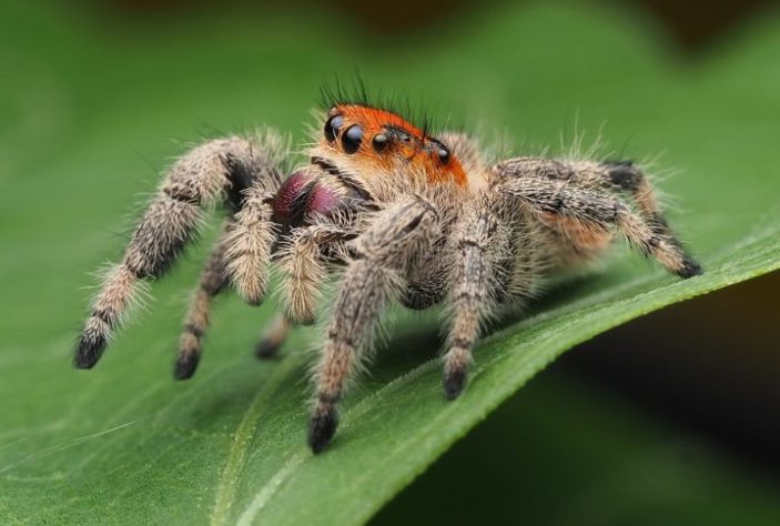 Pesquisadores descobrem 'aranha com luvas de boxe' na Antártica