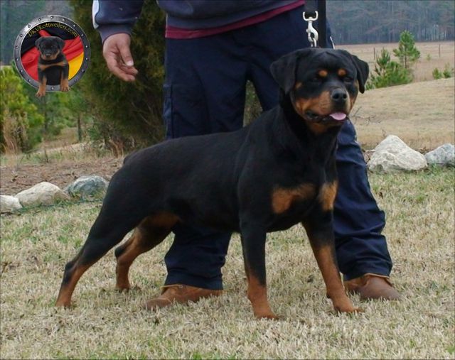 <p>Rottweiler – Inteligentes, valentes e devotados. Forte, de pelagem curta e robusto. Ágil e resistente. Estas são algumas das características do “clássico” Rottweiler, desenvolvido na Alemanha e muito popular em todo o século XX. </p>
