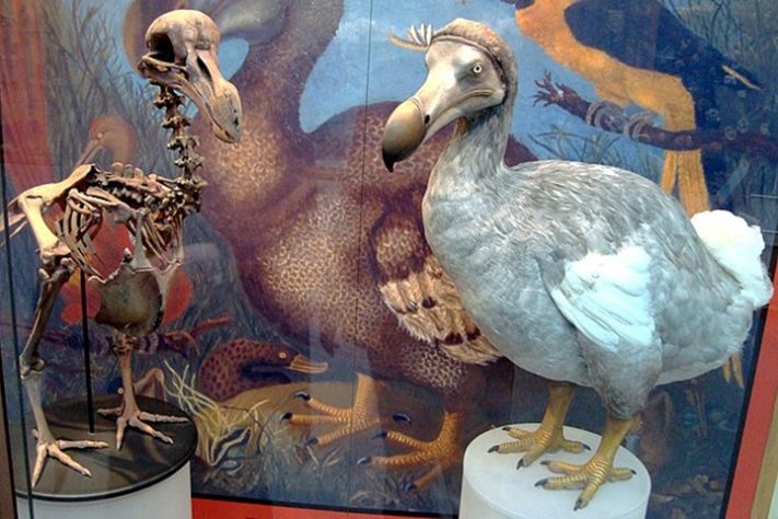 Dodo - ave extinta se tornou símbolo nacional das Ilhas Maurício - Wikimedia Commons/BazzaDaRambler