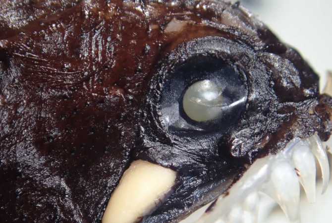 Novas espécies de peixes são descobertas no Brasil