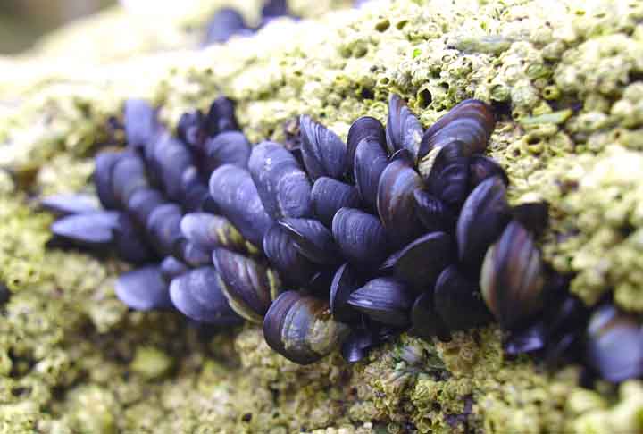 Ele é um molusco bivalve, conhecido por suas conchas pretas ou azuis, que são comuns em regiões costeiras e zonas rochosas de oceanos e água doce. 