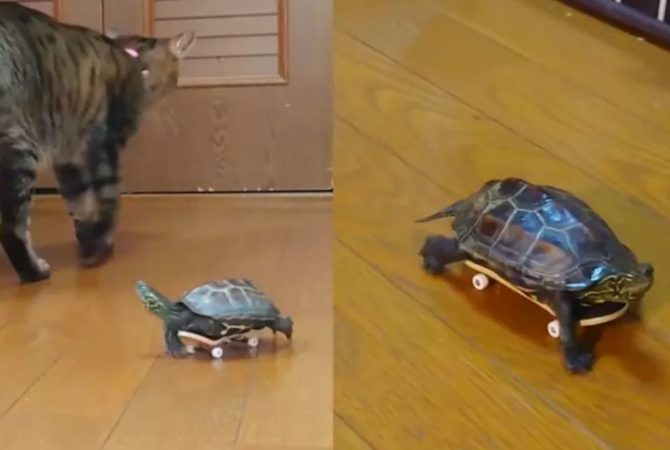 Pra quem não viu: Tartatuga ‘manda bem’ no skate e faz sucesso na web