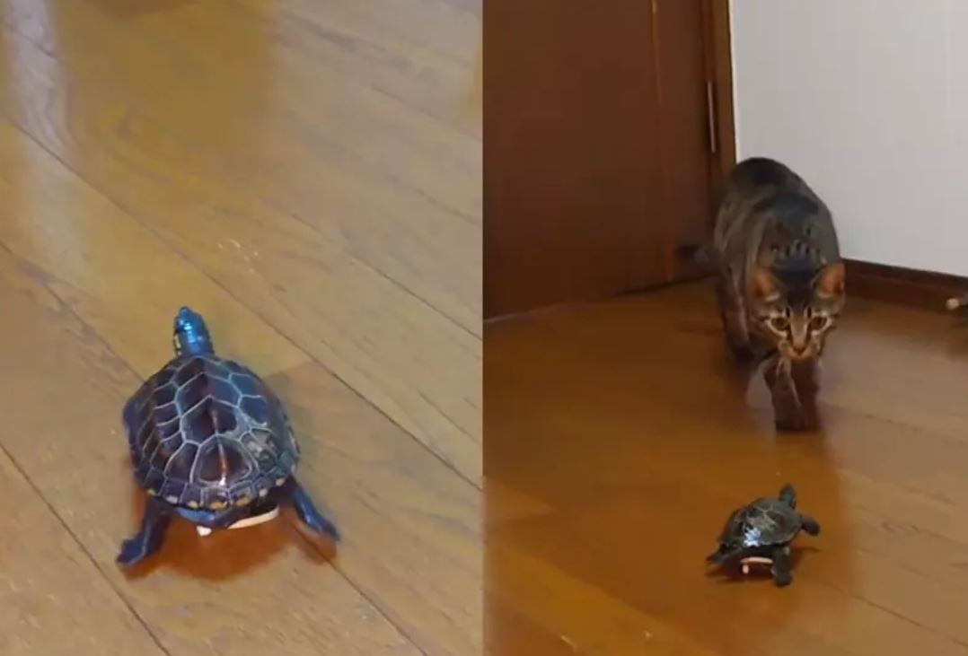 Pressa nao não é com eles: Os animais mais lentos do mundo
