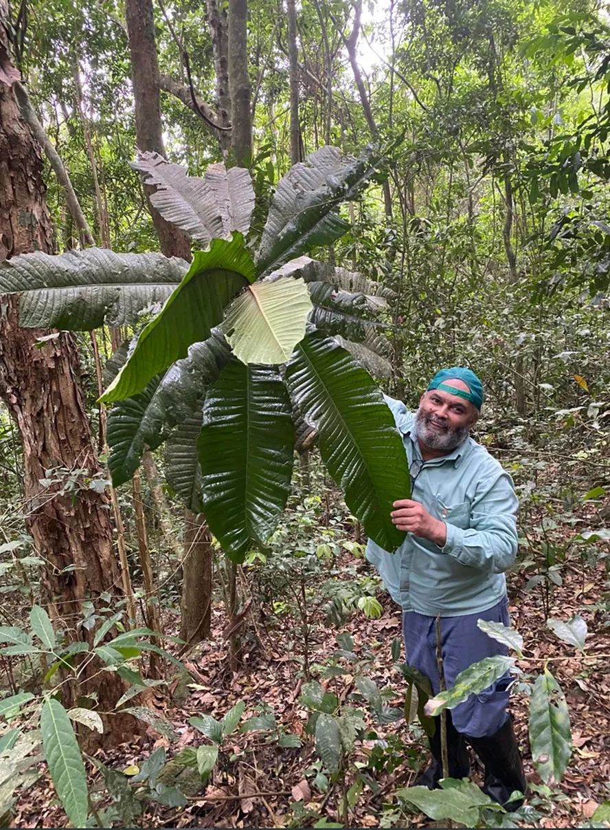 Fruta-do-imperador: Árvore ameaçada de extinção é encontrada no Espírito Santo - Divulgação
