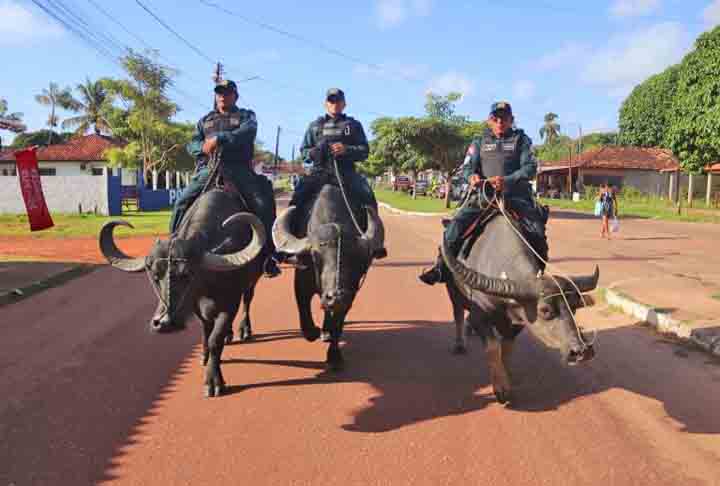 Policiamento com búfalos é atração turística na ilha de Marajó