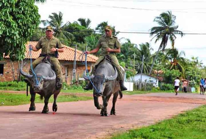 Polícia Montada da Ilha de Marajó - Bufalos -