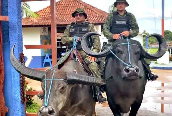 Polícia Montada da Ilha de Marajó - Bufalos -