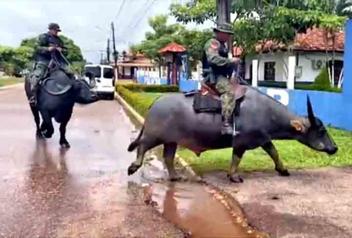 Polícia Montada da Ilha de Marajó - Bufalos -