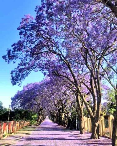 Árvores mais belas 