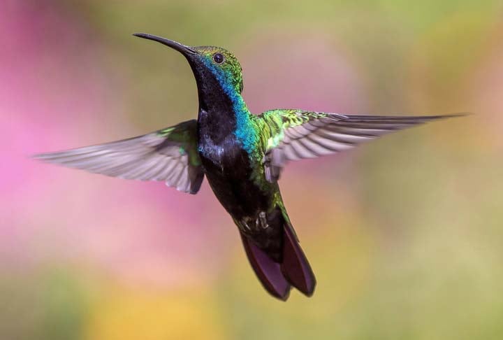 Boa sorte, presságio e força: as lendas por trás dos beija-flores