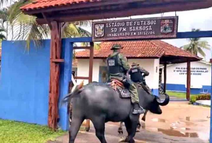 Polícia Montada da Ilha de Marajó - Bufalos -