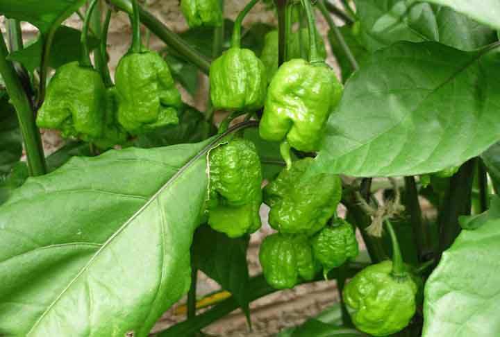 A 7 Pot Primo é apreciada não apenas por sua picância, mas também por suas características únicas de sabor que a tornam popular entre os apaixonados por culinária.