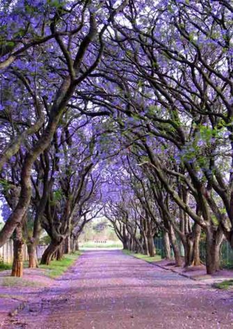 Árvores mais belas 