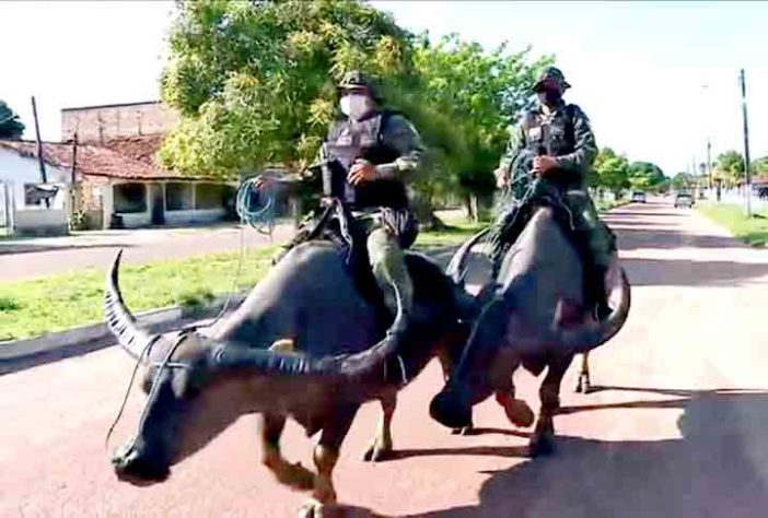Polícia Montada da Ilha de Marajó - Bufalos -