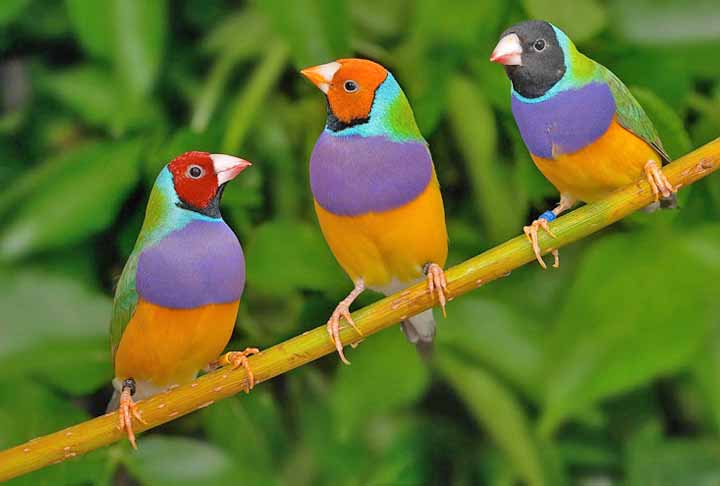 Diamante-de-Gould- Nativo da AustrÃ¡lia, o pequeno pÃ¡ssaro brilha com suas cores vivas, incluindo verde, amarelo e vermelho. Pode medir atÃ© 14 cm. Essa espÃ©cie estÃ¡ ameaÃ§ada de extinÃ§Ã£o, devido Ã  devastaÃ§Ã£o de Ã¡reas que sÃ£o o seu habitat e ao trÃ¡fico ilegal de aves.