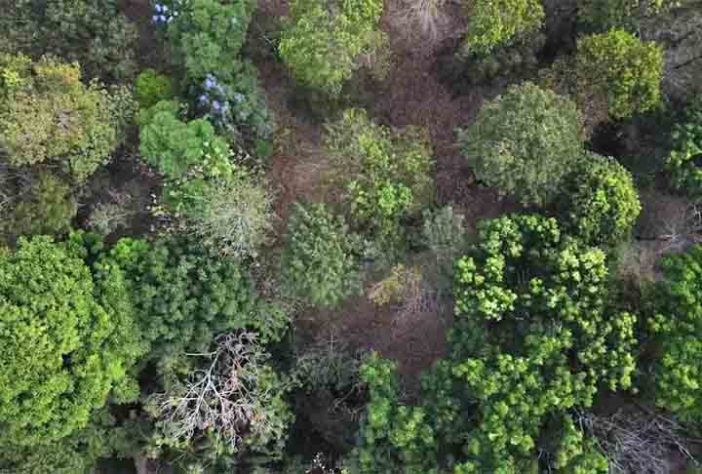 Floresta de comida
