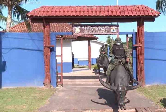 Polícia Montada da Ilha de Marajó - Bufalos -