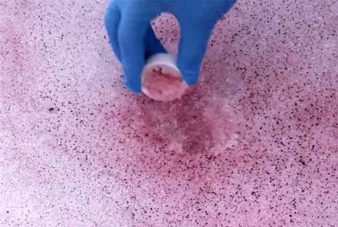‘Neve melancia’: fenômeno que tinge as montanhas de rosa preocupa ambientalistas