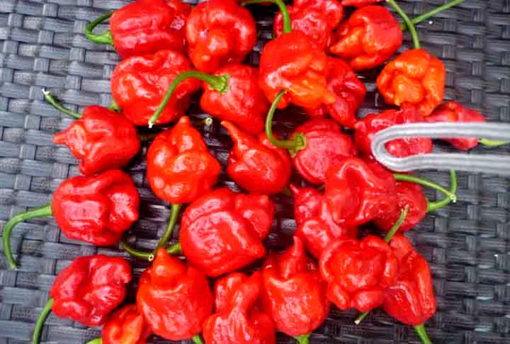 Trinidad Scorpion Butch T (1.463.700 SHU)- Nativa de Trinidad e Tobago, semelhante a um escorpião, é tão pungente que requer luvas de proteção e pode causar cegueira temporária.