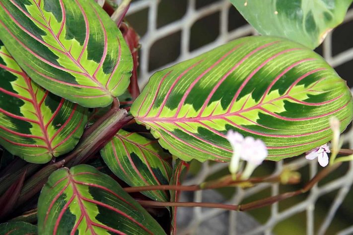 Plantas em casa